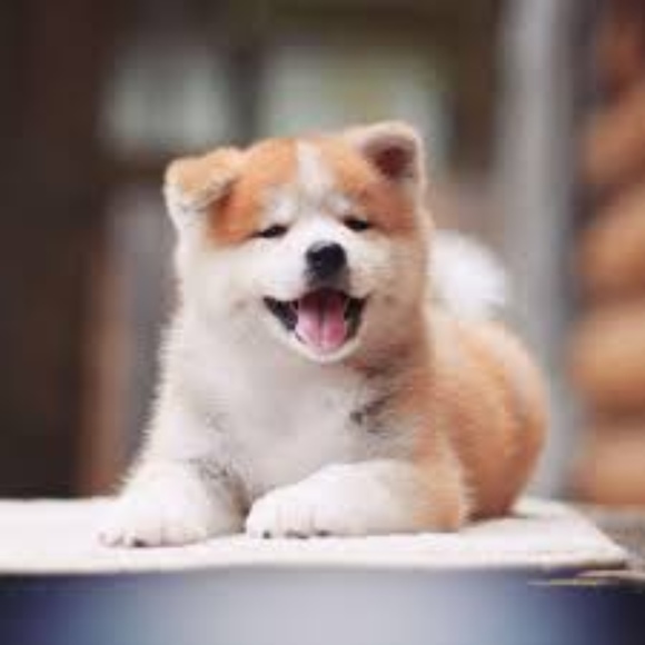 Meet your Posher, Vincenzo - Picture 1 of 1